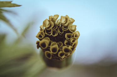 macro of green curls of a plant