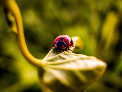 macro photo of a ladybug on a plant