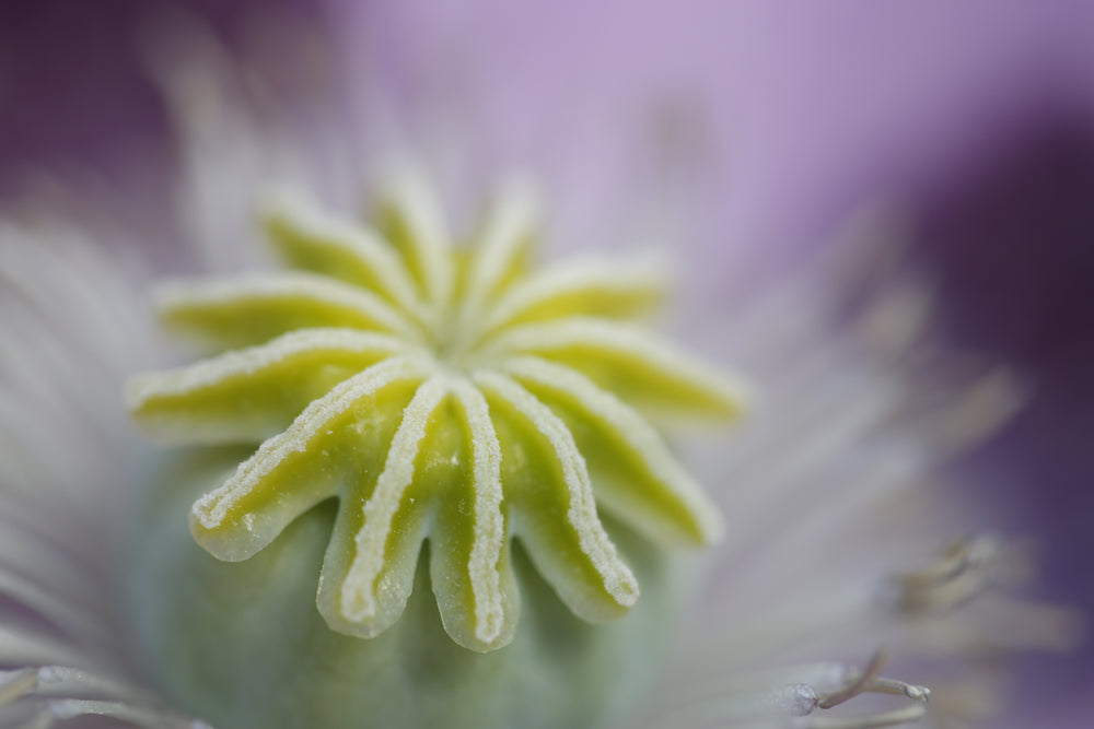 macro photo of a purple flowers center