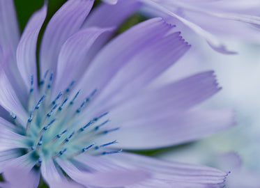 macro photo of a soft purple and blue flower