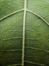 macro photo of a veiny green leaf