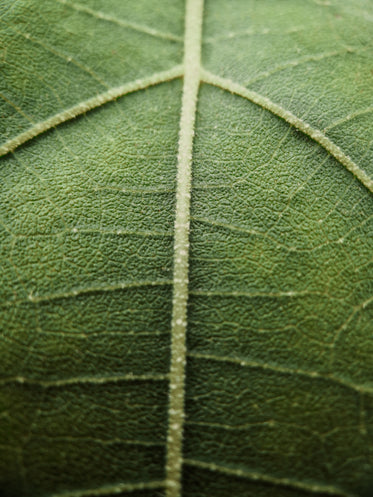 macro photo of a veiny green leaf