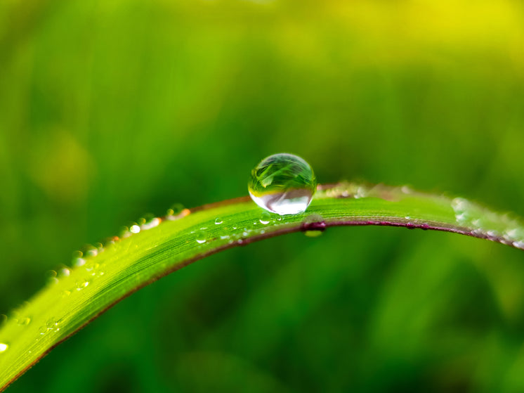 macro-photo-of-a-water-drop-on-a-blade-of-grass.jpg?width=746&format=pjpg&exif=0&iptc=0