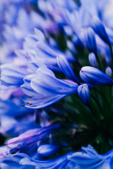 macro photo of blue and purple flowers petals