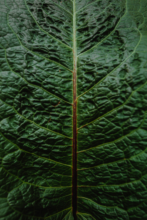 macro photo of grean and brown leaf