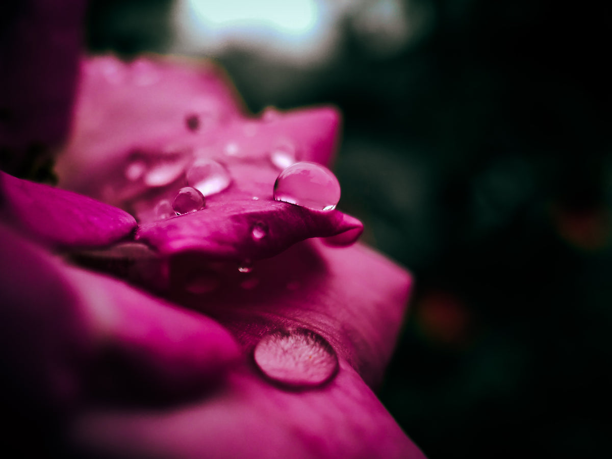 macro photo of water drops on pink petals