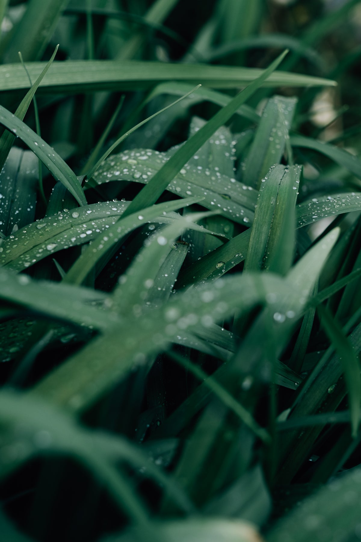 微距照片湿叶片的草和晨露