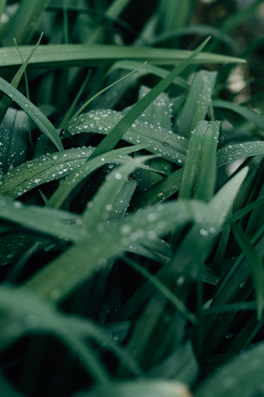 macro photo of wet blades of grass and morning dew