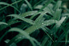 macro photo of wet green grass and water droplets