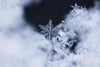 macro photography of a detailed snowflake