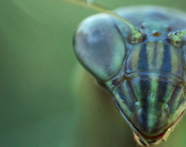 macro shot of praying mantis eye