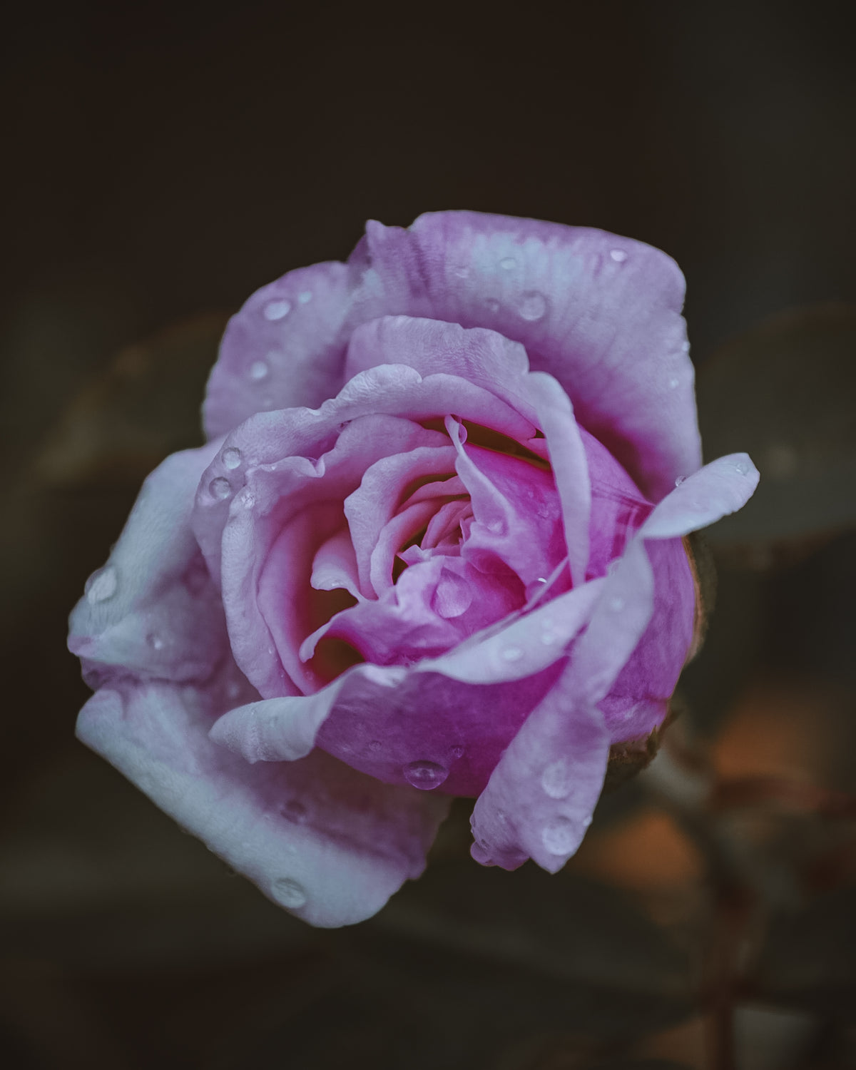 macro view of a wet pink rose with water droplets
