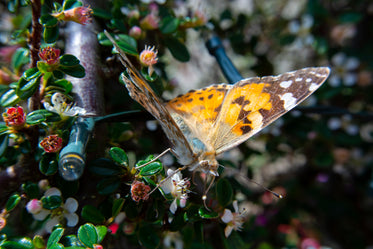 Macro View Of Butterfly On Branch