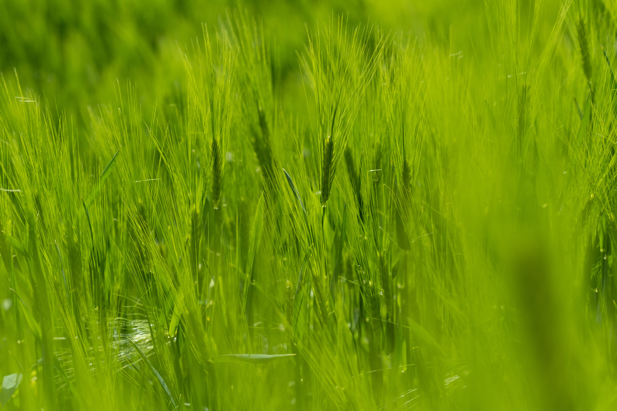 macro view of vibrant green grass in focus