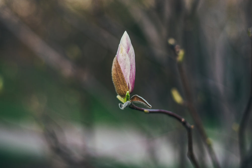 magnolia about to bloom
