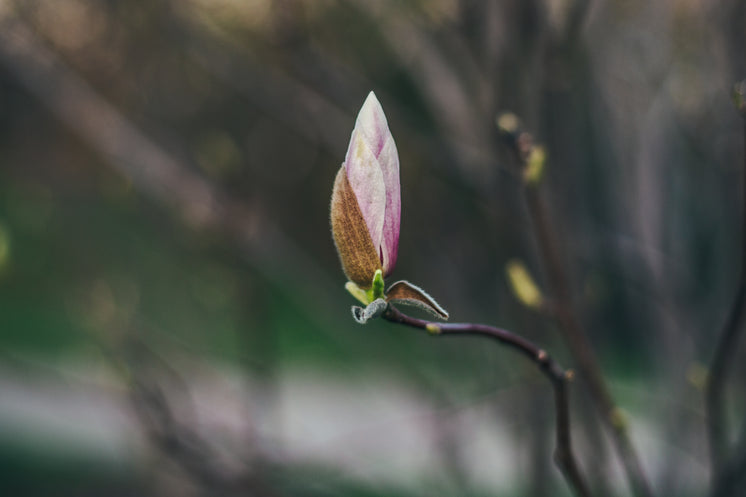 木蘭即將開(kāi)花