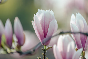 magnolia bloom opening