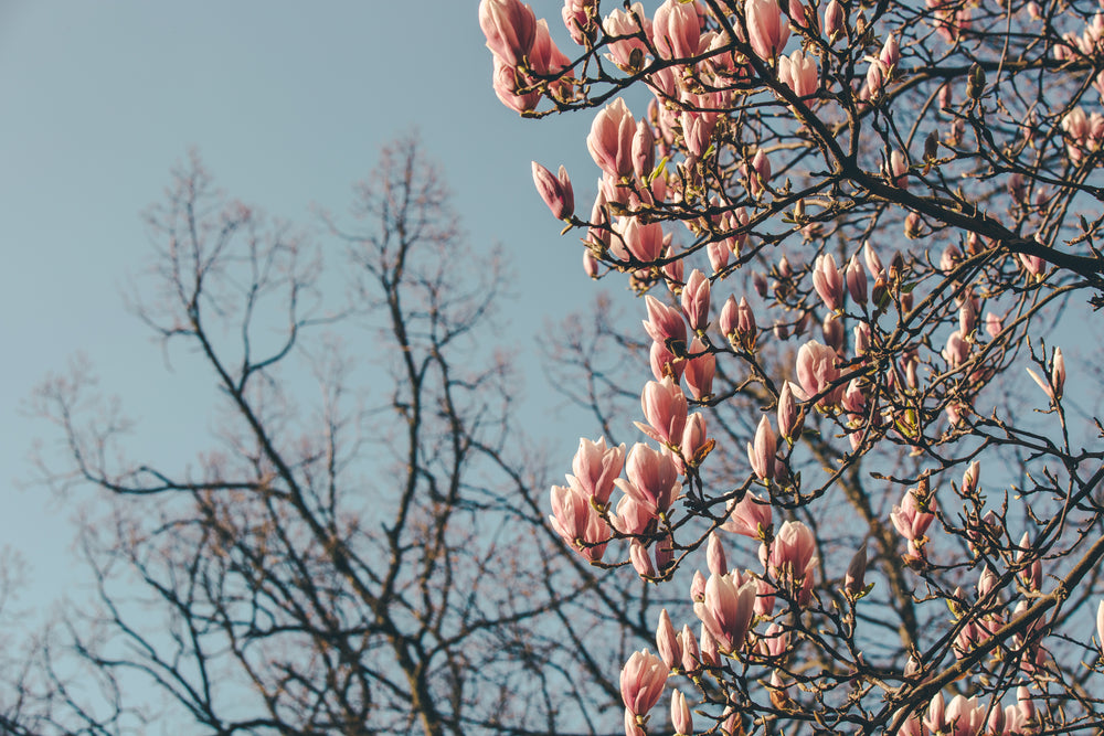 magnolia blooms on half the screen