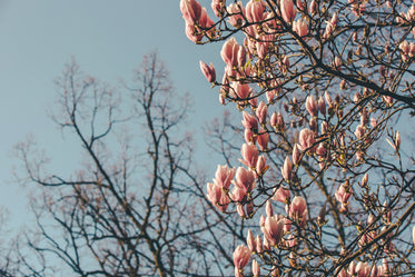 magnolia blooms on half the screen