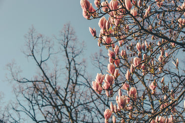 magnolia blooms on half the screen