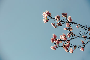 magnolia branch and blue sky