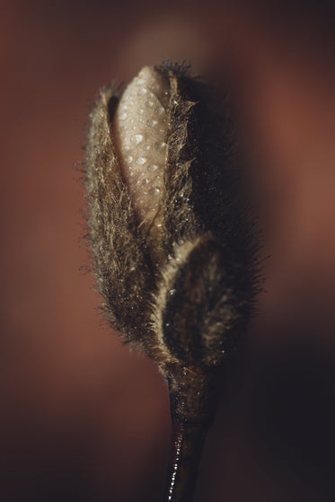 magnolia bud