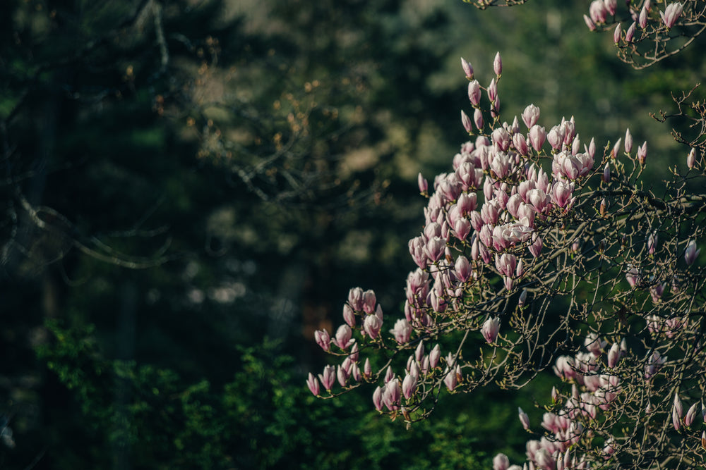 magnolia tree branch blooming