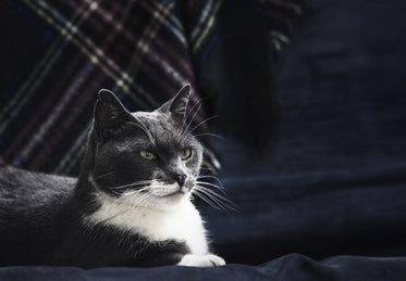 majestic grey cat