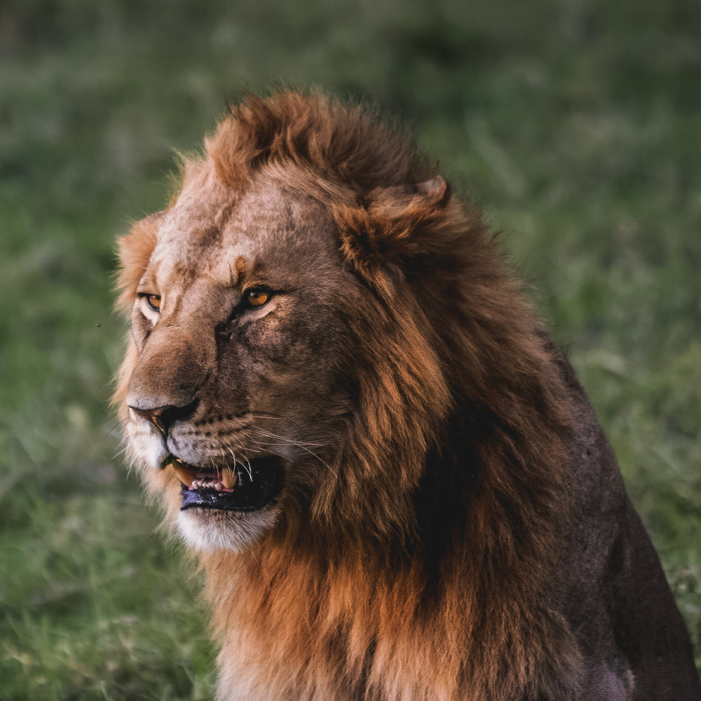 majestic lions staring contest