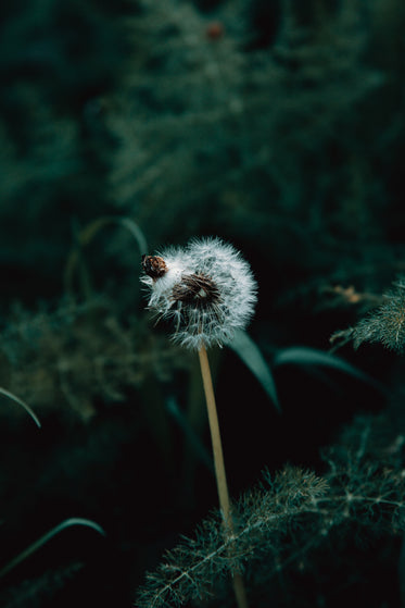 make a wish on this dandelion