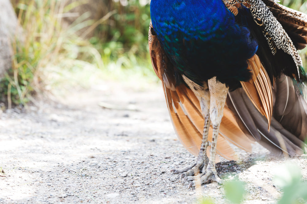 male peacock feet and feathers