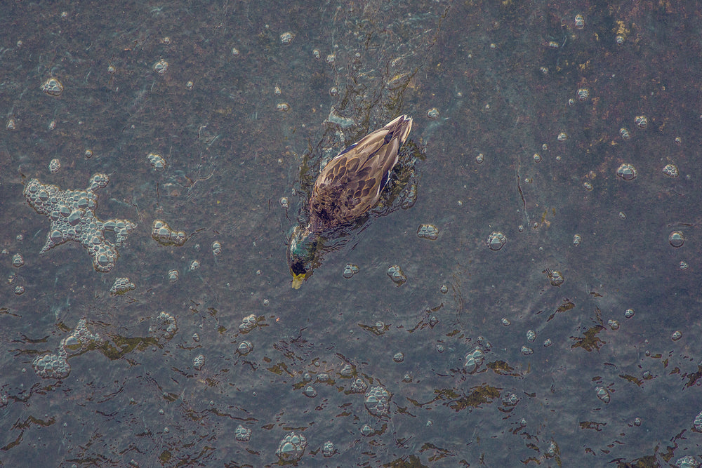 mallard diving