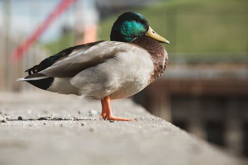 mallard duck in city