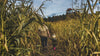 man and child walk through corn field