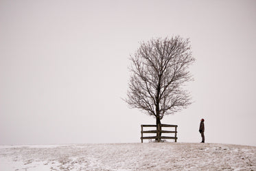 man and tree on snowy hilltop