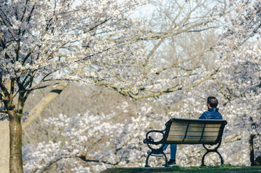 man sits on bench and admires the cherry blossoms
