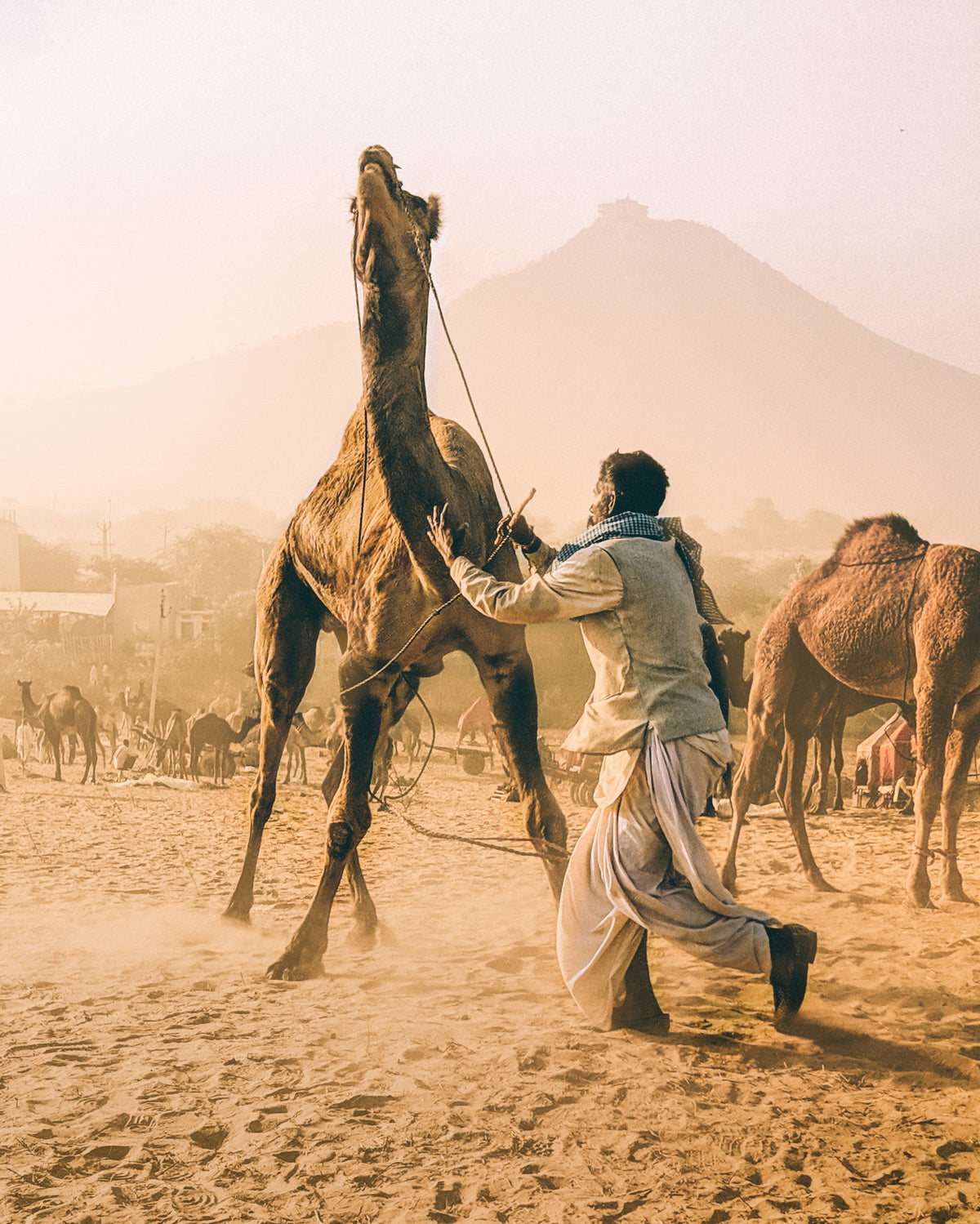 男人驯服骆驼