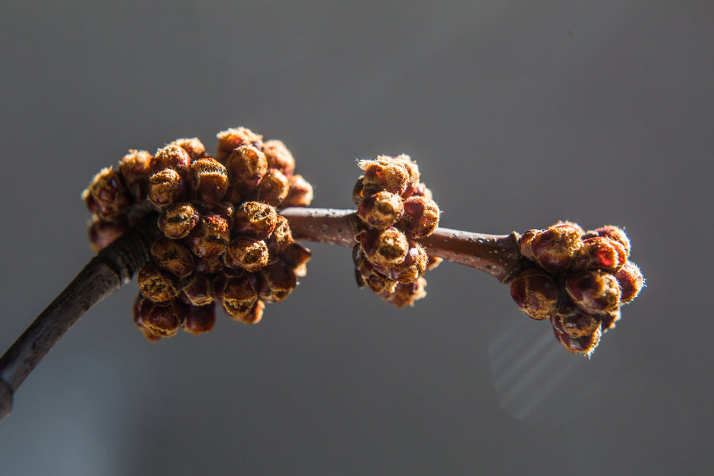 maple branch & buds