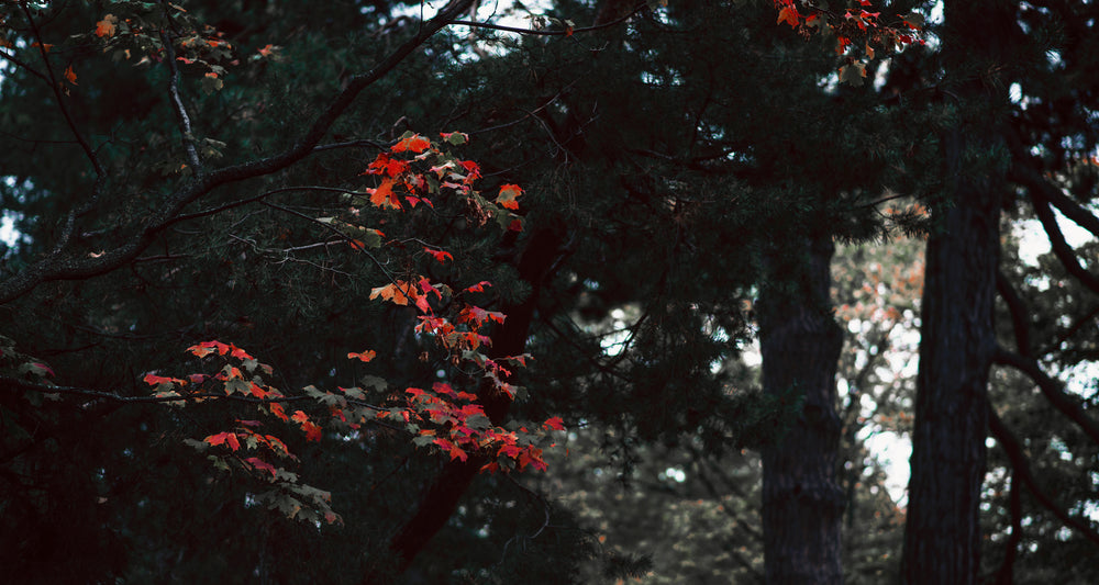 maple branch changing color