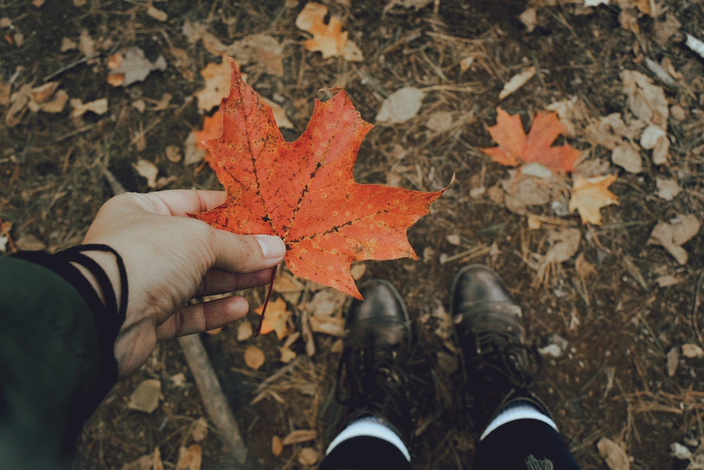 maple leaf turned red