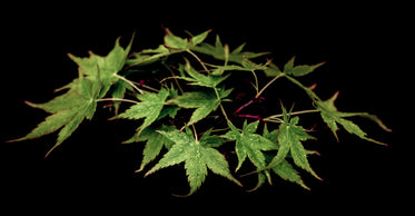 maple leaves against a black background