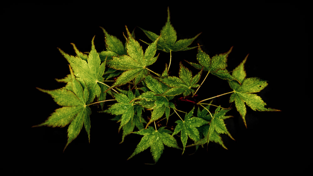 maple leaves covered in water droplets