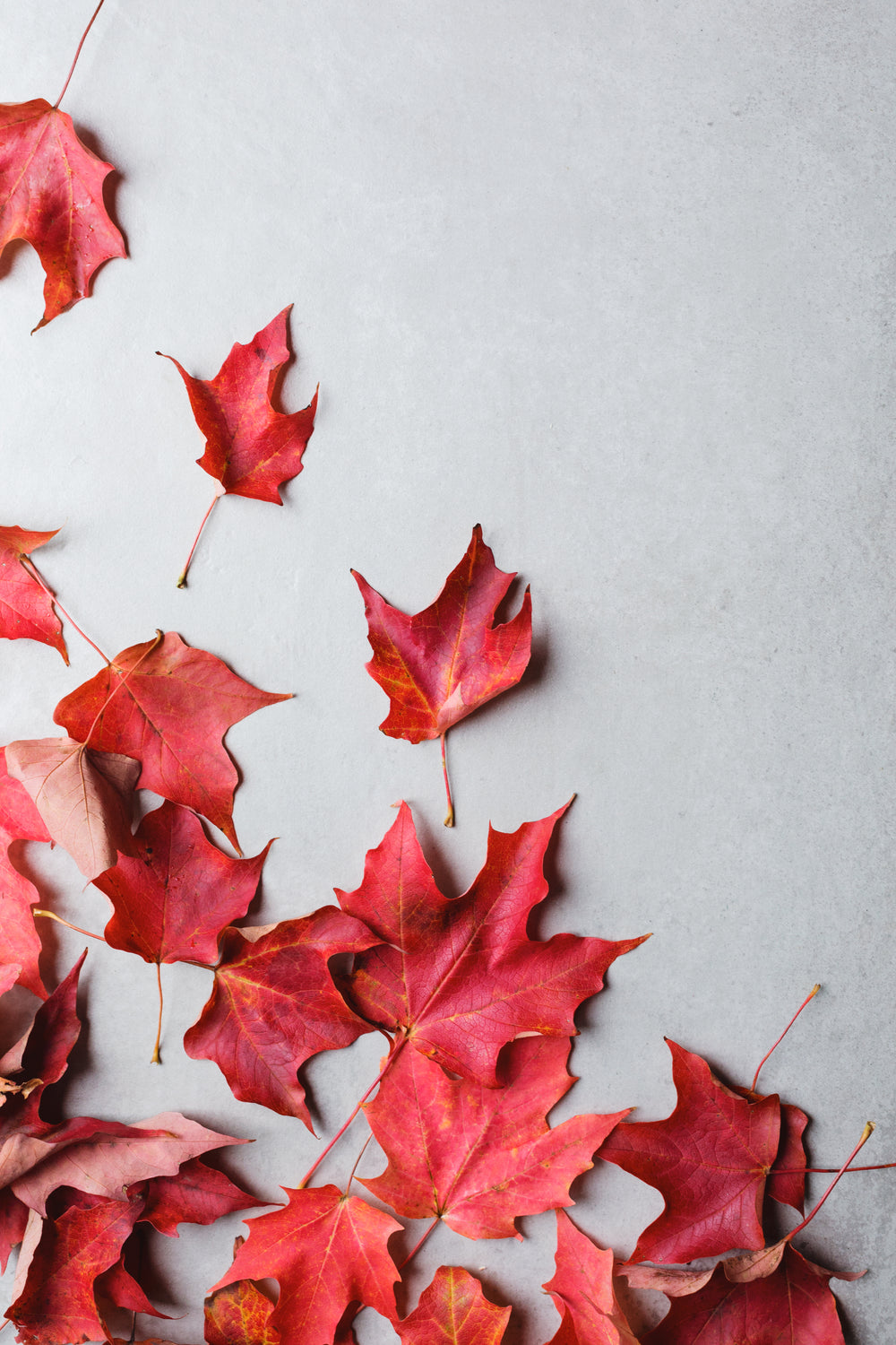 maples leaves on a grey surface