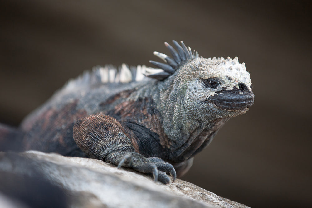 marine iguana