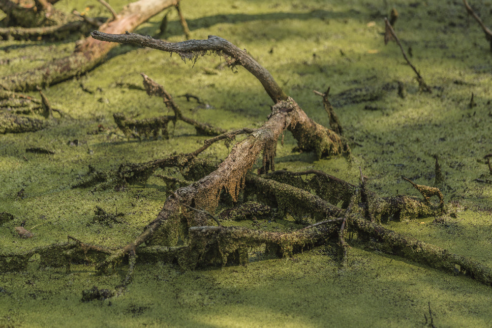 marsh branches