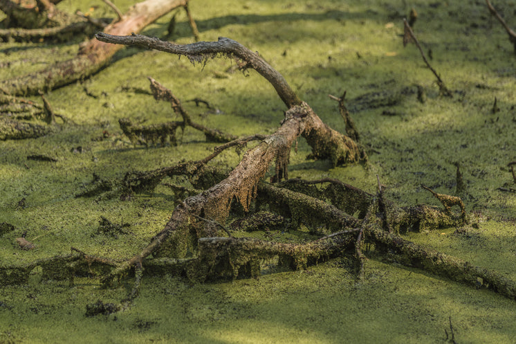 marsh-branches.jpg?width=746&format=pjpg&exif=0&iptc=0