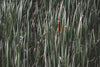 marsh cat tail plants