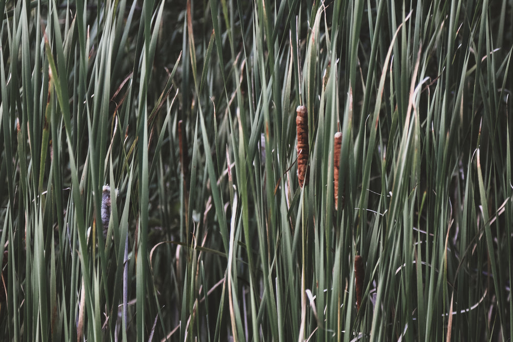 marsh cat tail plants