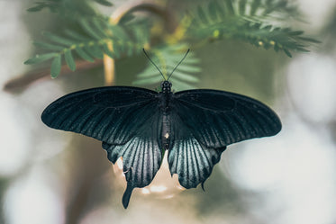 matte black butterfly spreading its wings