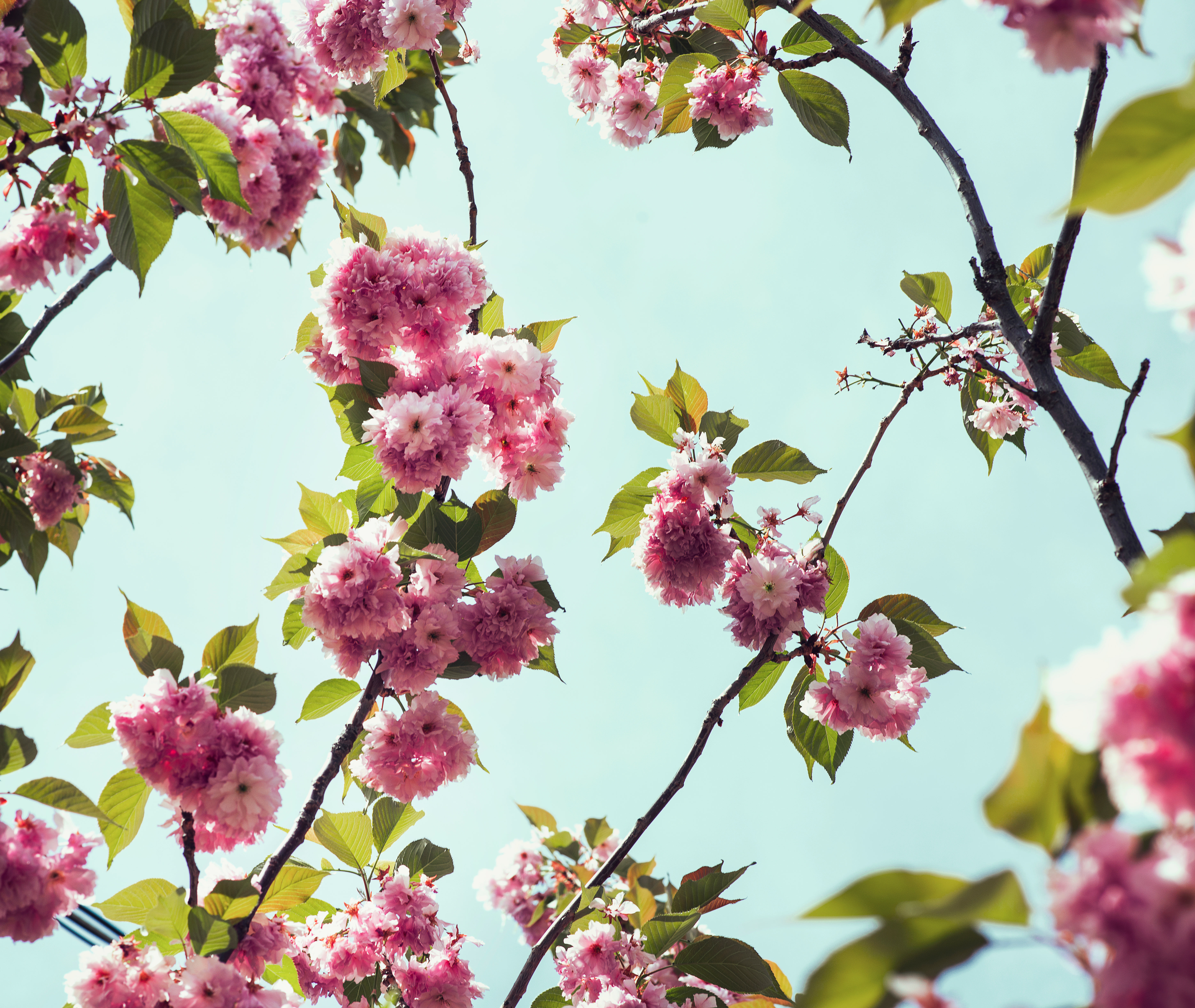 Medium Close Up Of Cherry Blossoms And Fresh Spring Leaves